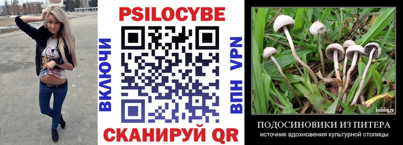хочу Старица Псилоцибиновые грибы Cubensis